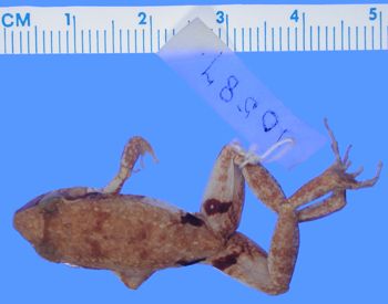 Media type: image; Herpetology A-10587